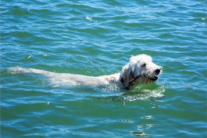 swim doggie swim