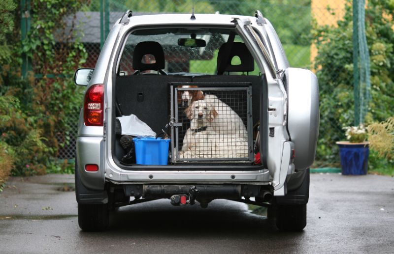 Sacramento Pet Safety: Dogs in Car