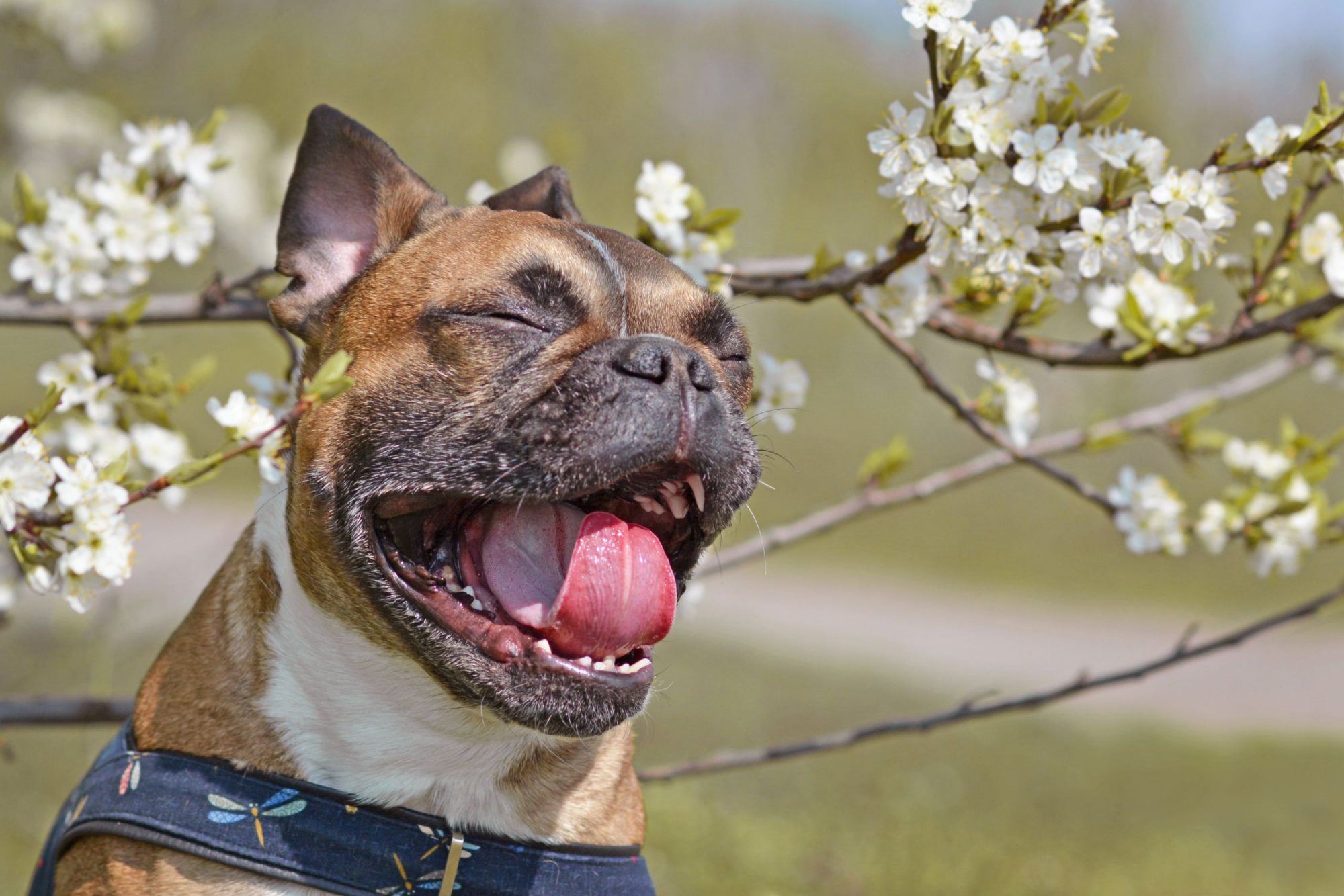 What Is Reverse Sneezing East Sacramento Veterinary Center East 