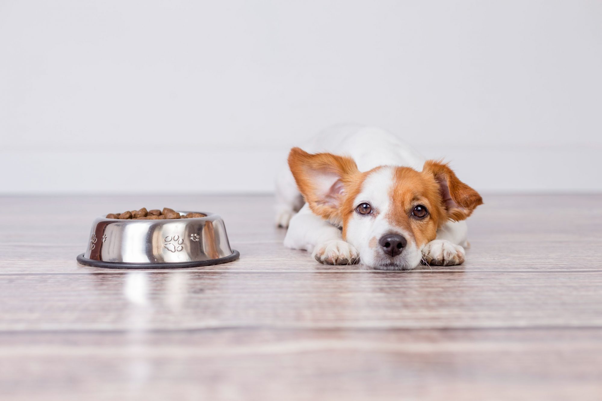 Dog Enrichment 101 What You Need To Know