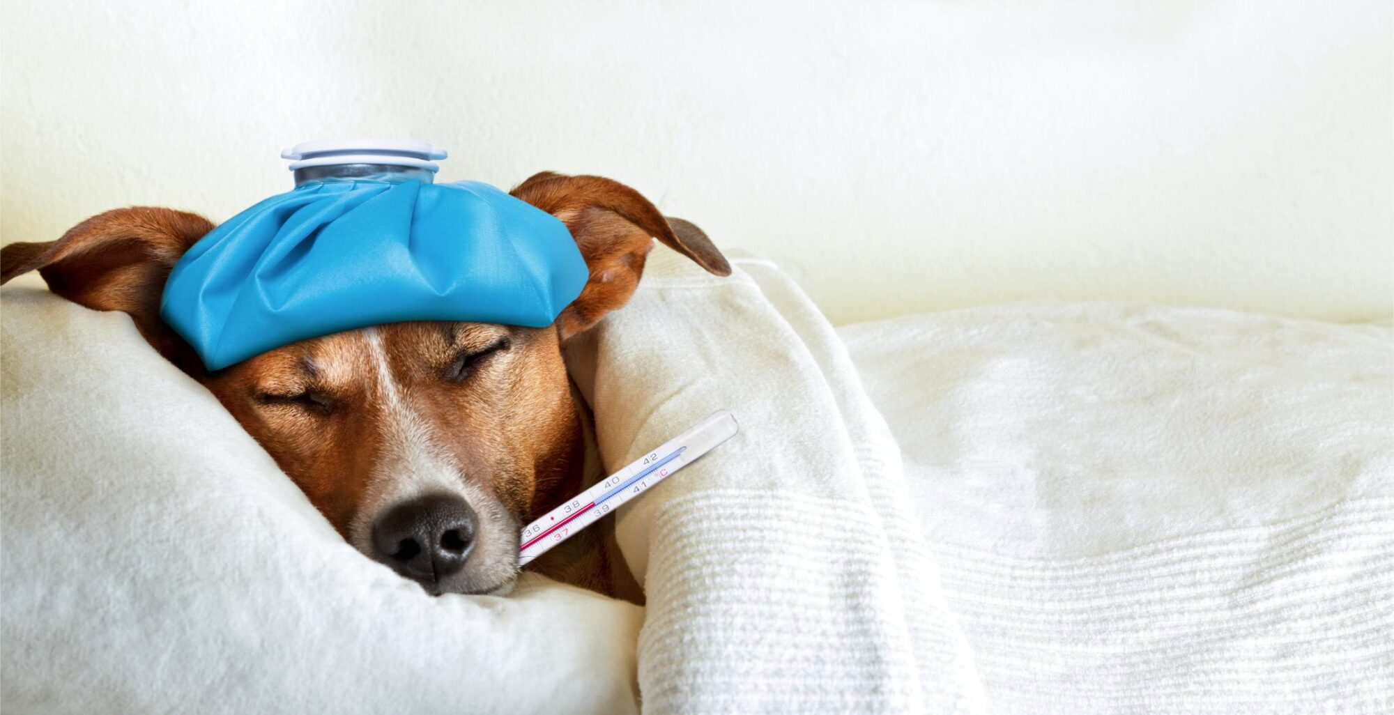 Sick dog checking temperature 