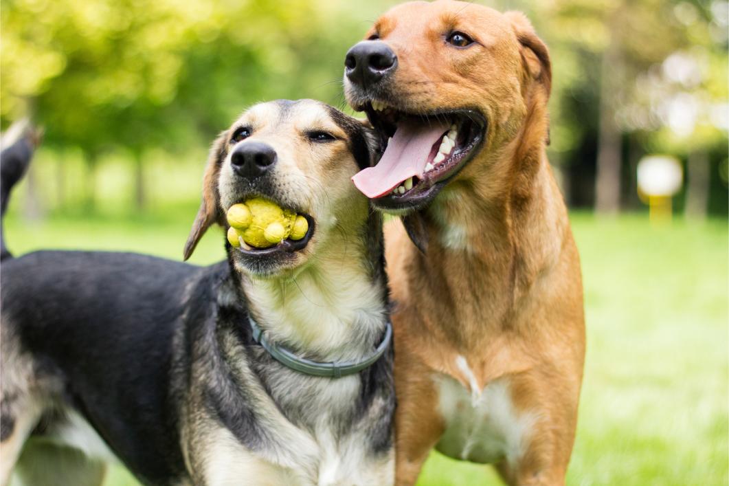 dogs playing together with toy.