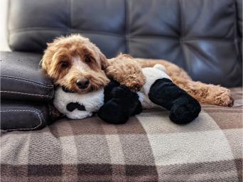 dog cuddling with stuffed animal.
