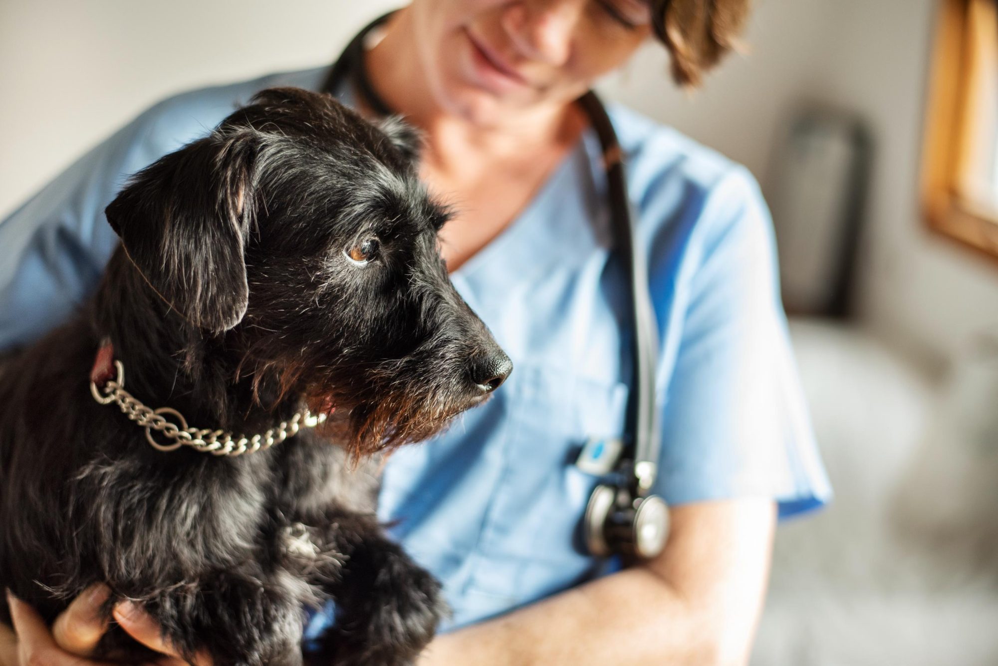 Vet with dog.