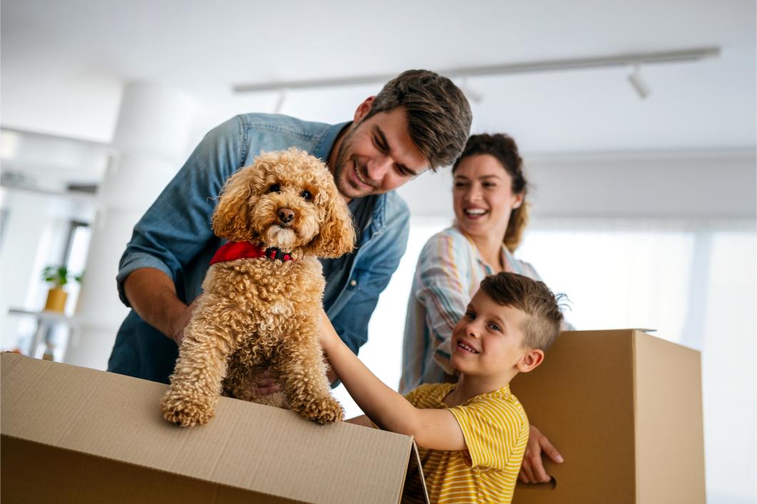 Dog in Box