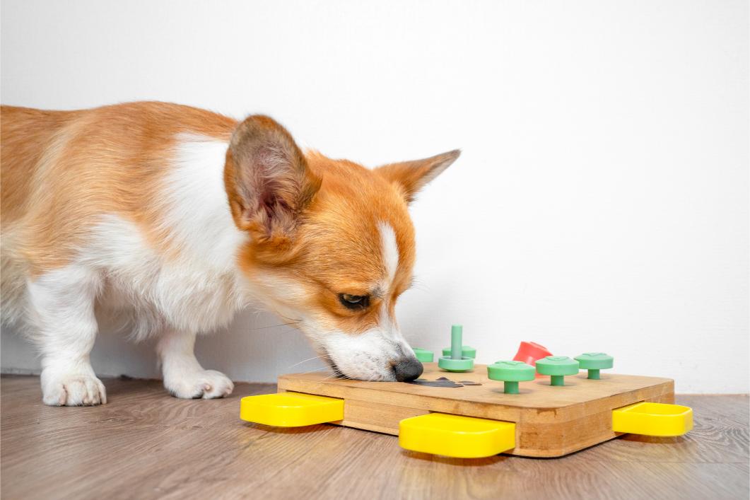 Corgi dog completes puzzle.