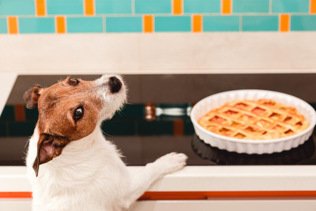 dog begging for pie. 