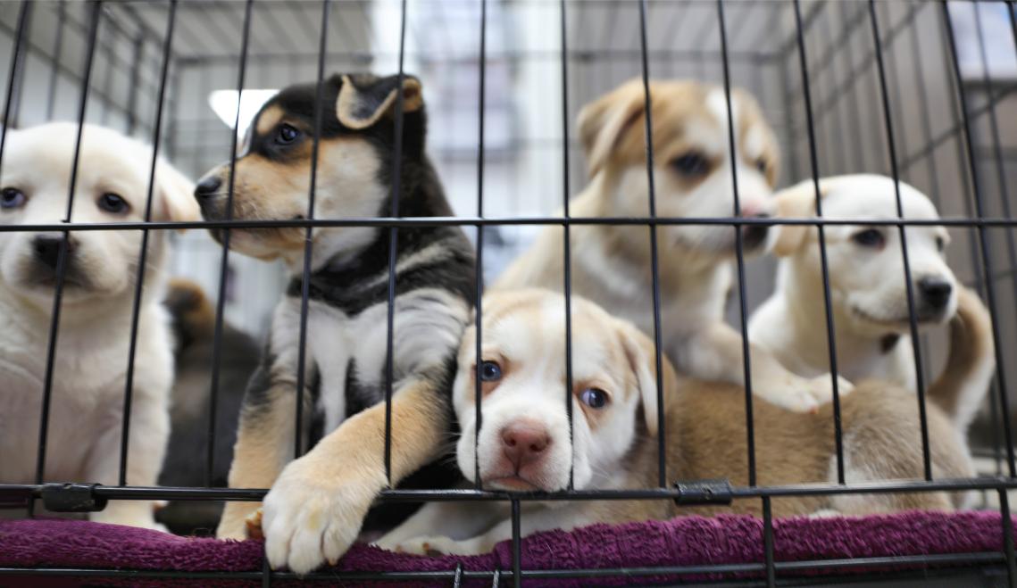 Shelter puppies.