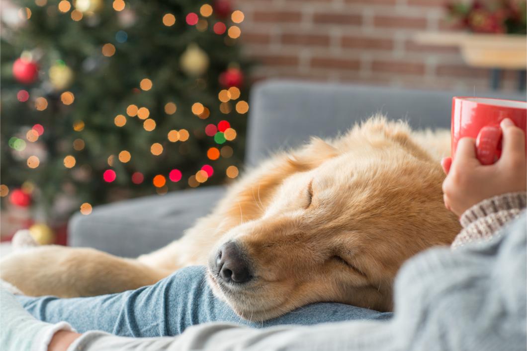 Dog sleeping on lap next to Christmas Tree.