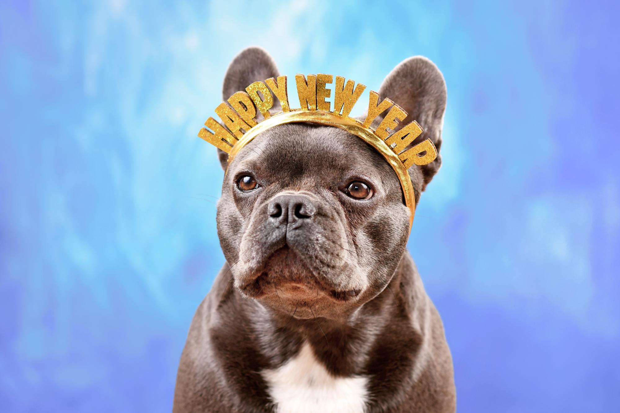 New Year’s Resolutions For Your Pet