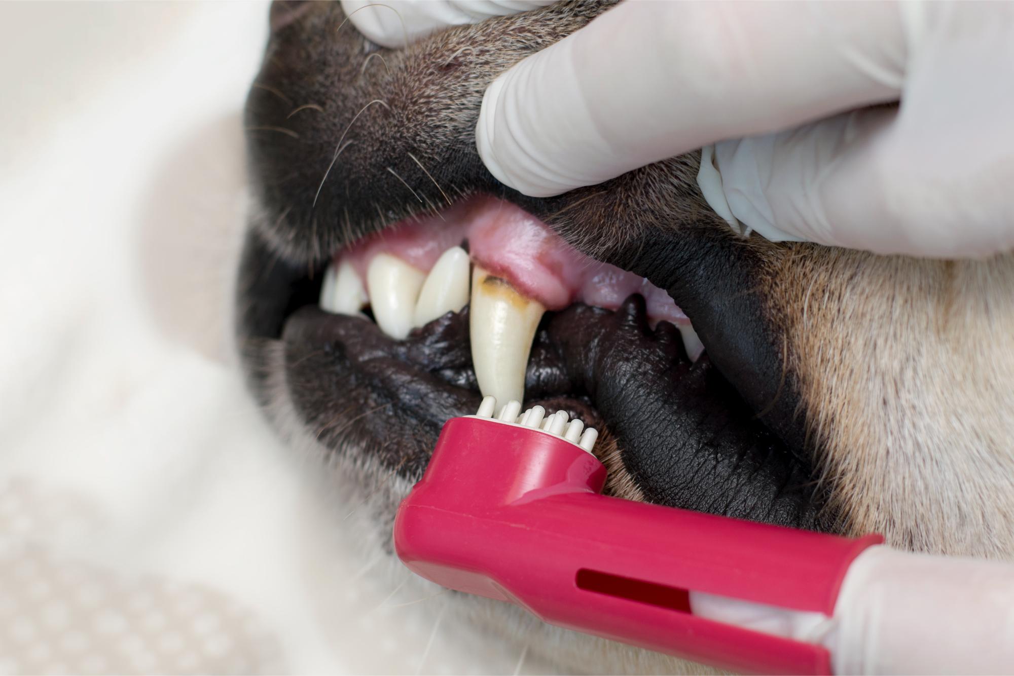 Preventing Pet Periodontal Disease.