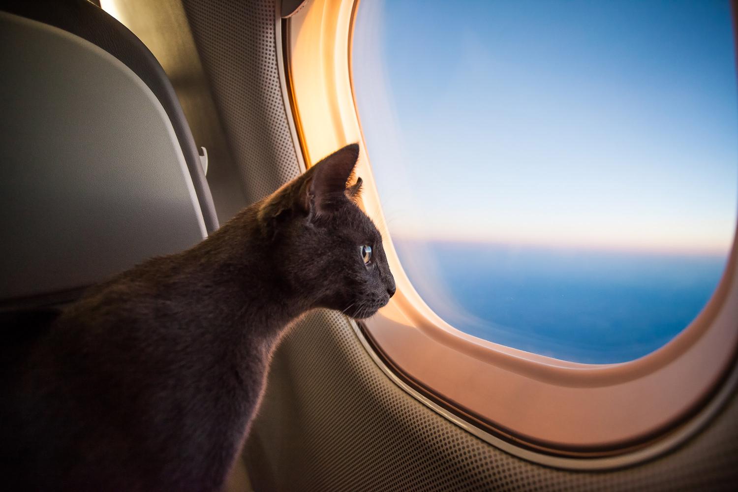 Pet Safety Tips for Road Trips and Air Travel.