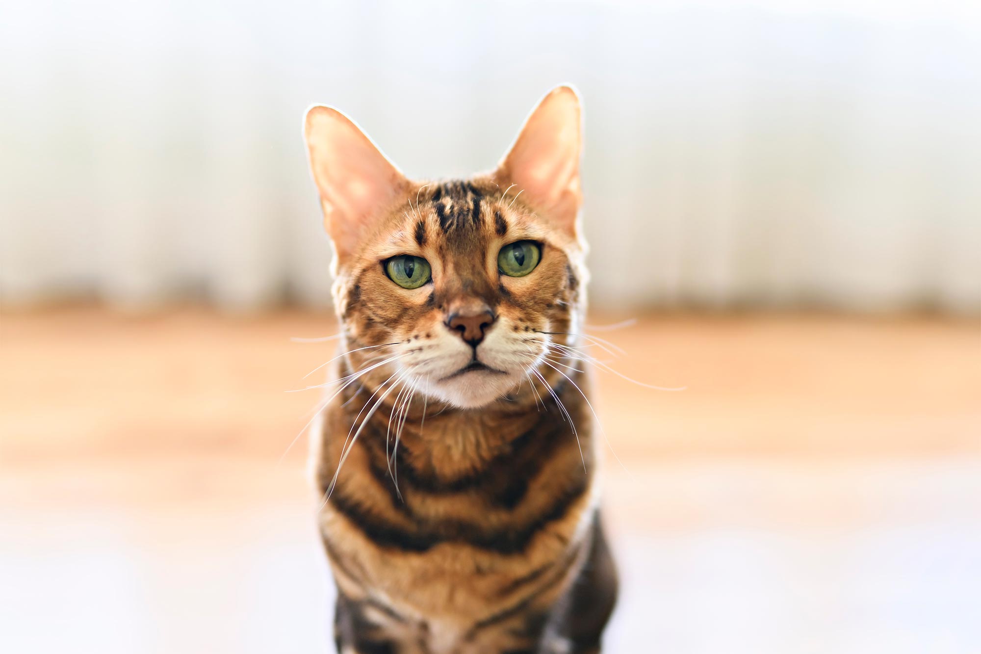 Understanding FIV in Cats